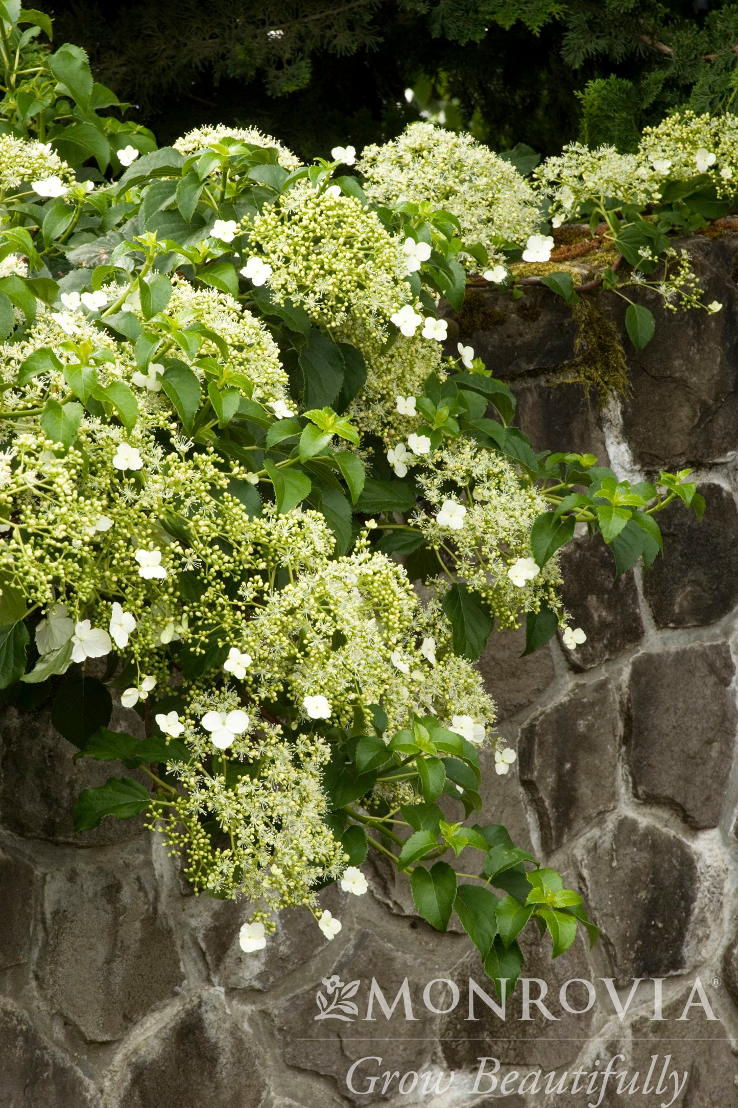 Hydrangea | Climbing Hydrangea