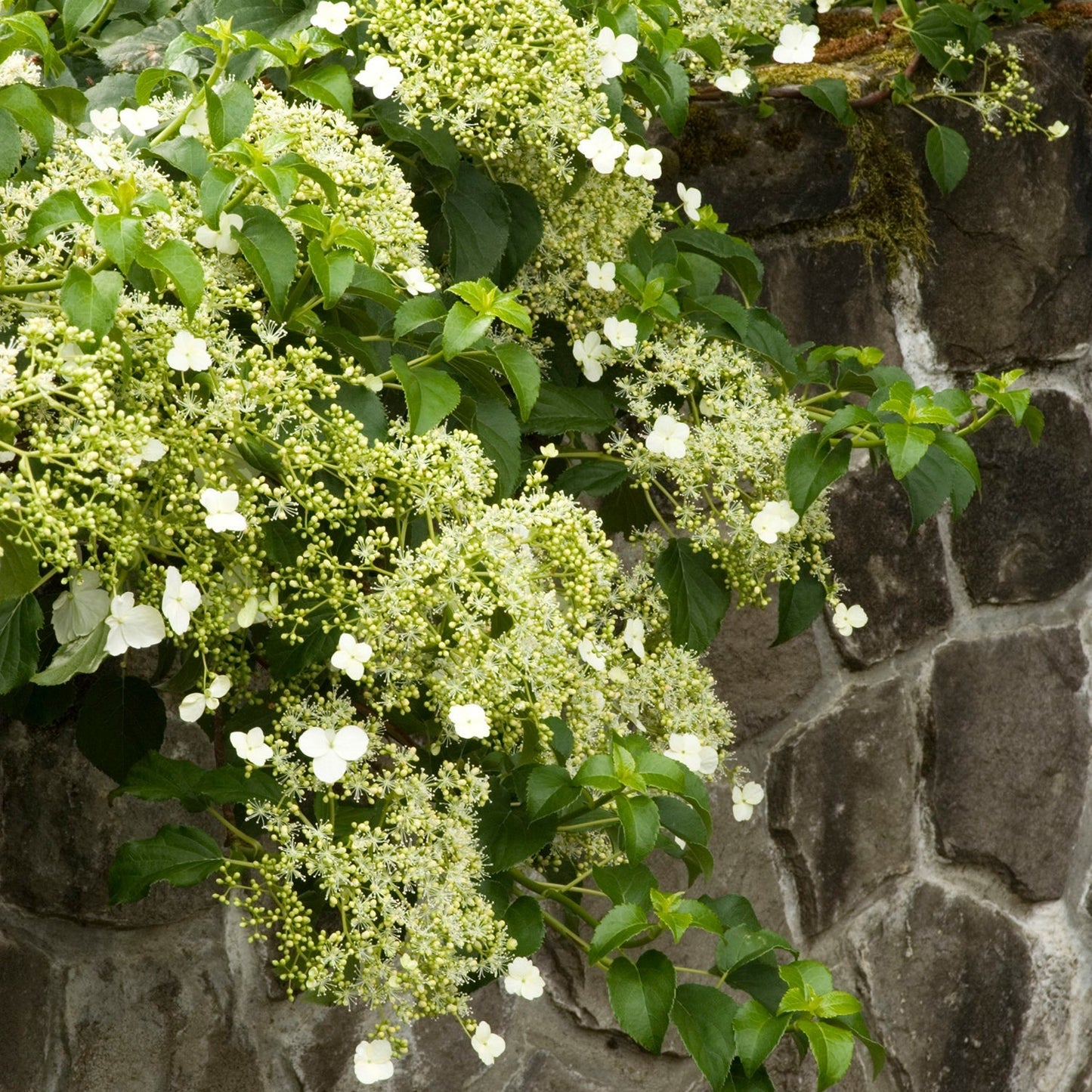 Hydrangea | Climbing Hydrangea - 5 Gallon