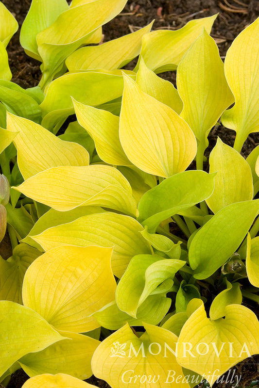 Hosta | Golden Prayers Hosta - 1 Gallon