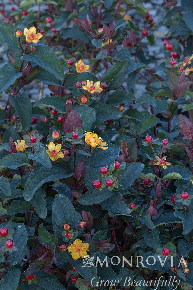 Hypericum | FloralBerry St. John's Wort | Sangria - 2 Gallon