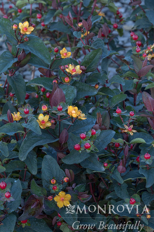 Hypericum | FloralBerry St. John's Wort | Sangria - 2 Gallon