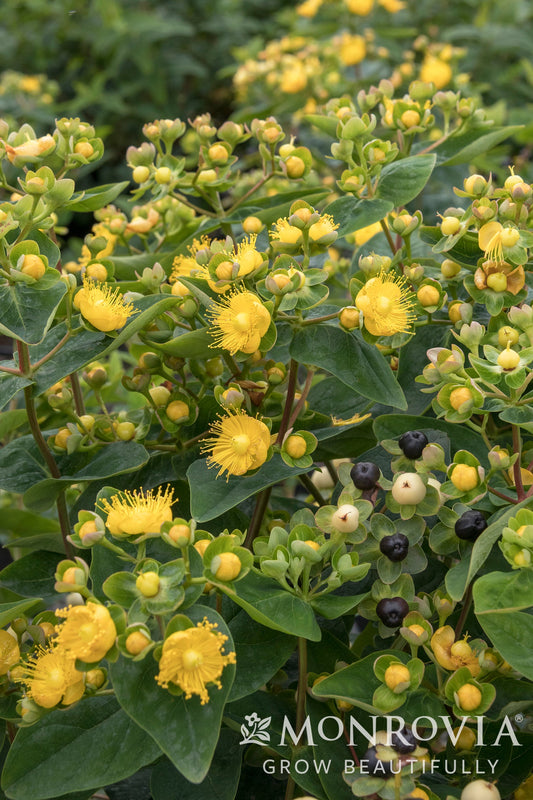 Hypericum | FloralBerry St. John's Wort | Champagne - 2 Gallon