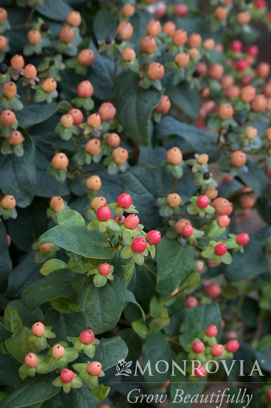 Hypericum | FloralBerry St. John's Wort | Pinot - 2 Gallon