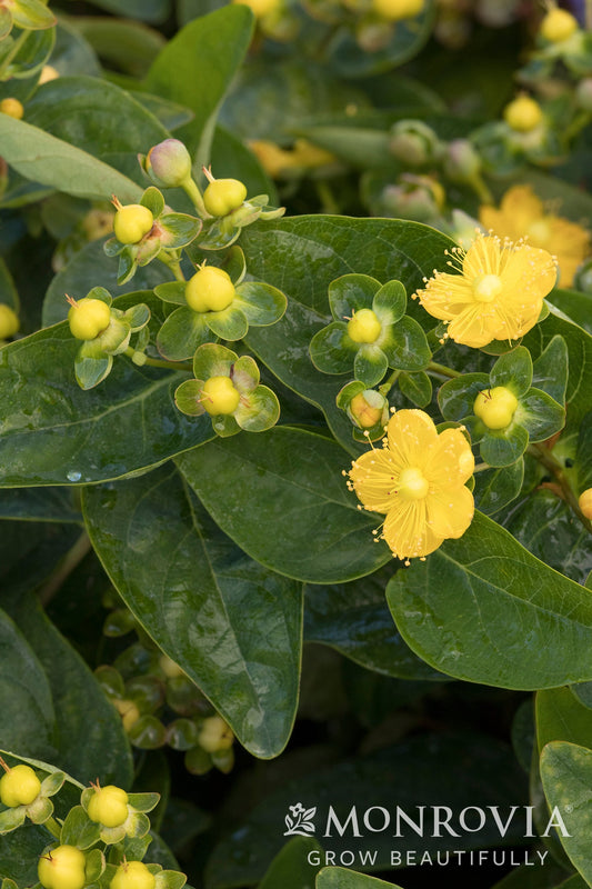 Hypericum | FloralBerry St. John's Wort | Chardonnay - 2 Gallon