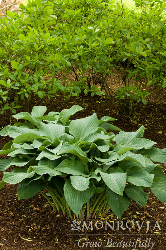 Hosta | Krossa Regal Hosta - 1 Gallon