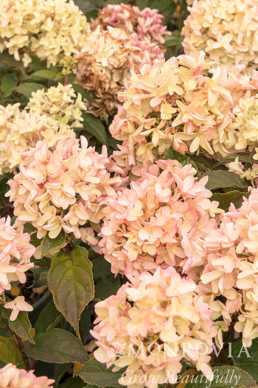 Hydrangea | Strawberry Shake Panicle Hydrangea - 2 Gallon