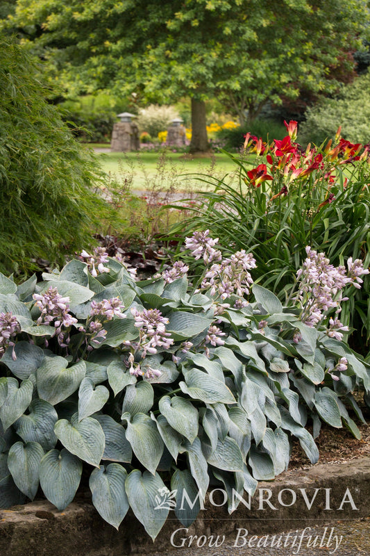 Hosta | Halcyon Hosta - 1 Gallon