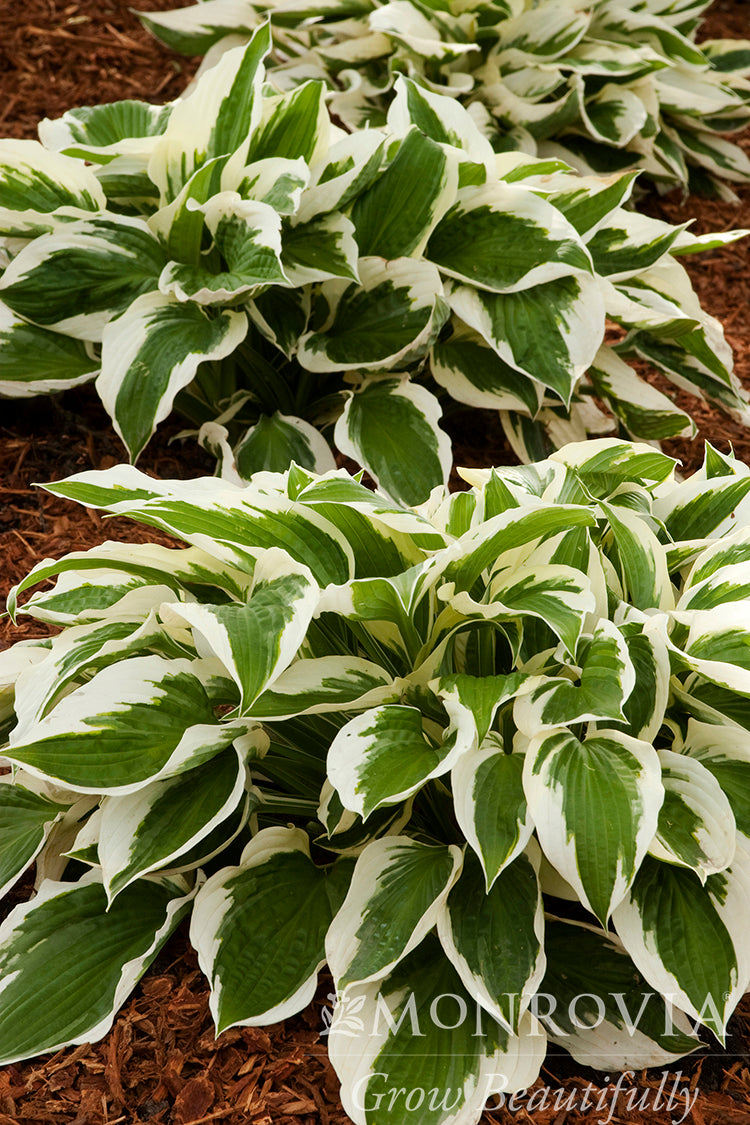 Hosta | Patriot Hosta