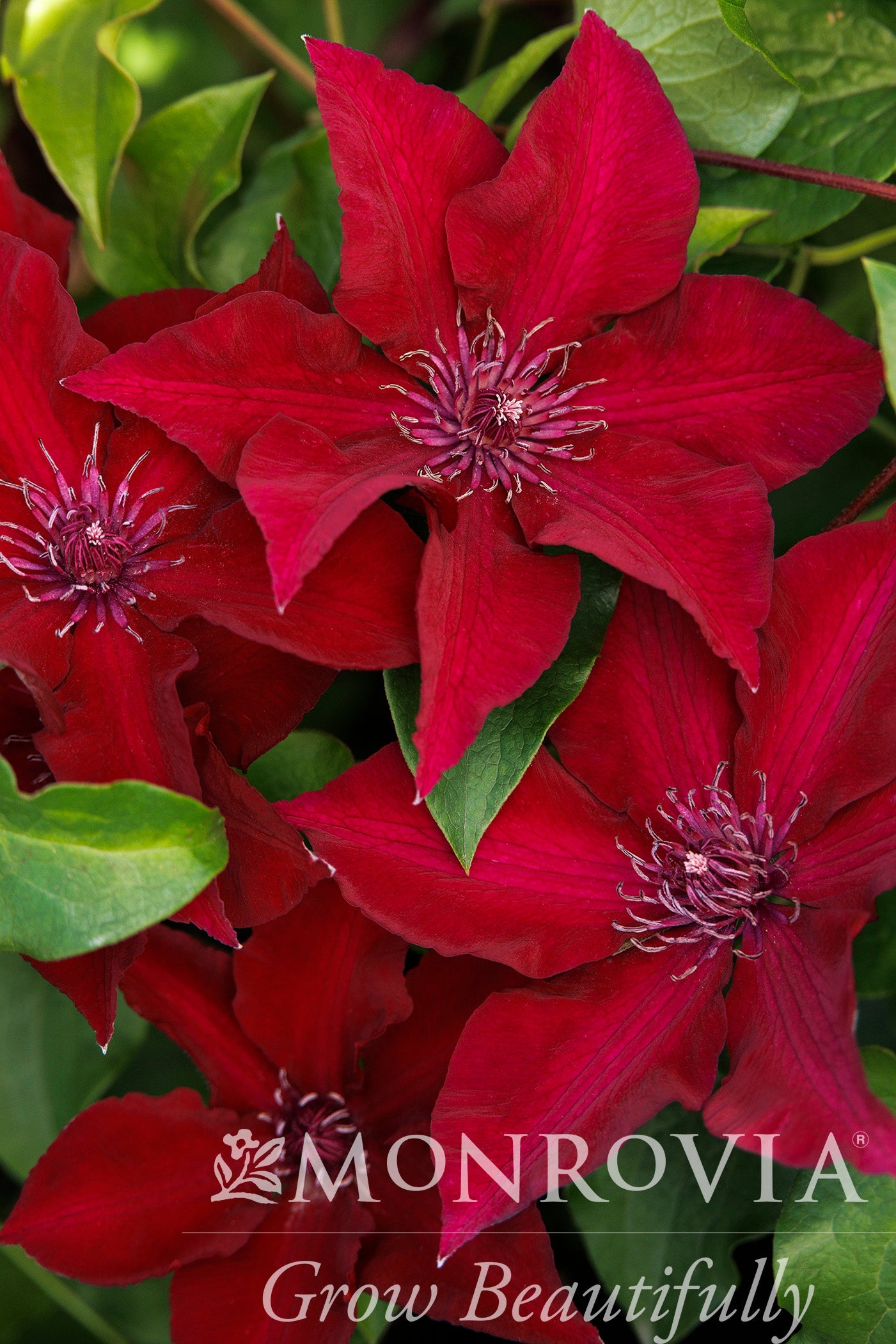 Clematis | Boulevard Clematis | Nubia - 2 Gallon