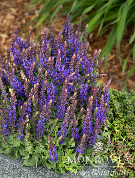 Salvia | Little Night Meadow Sage - 1 Gallon