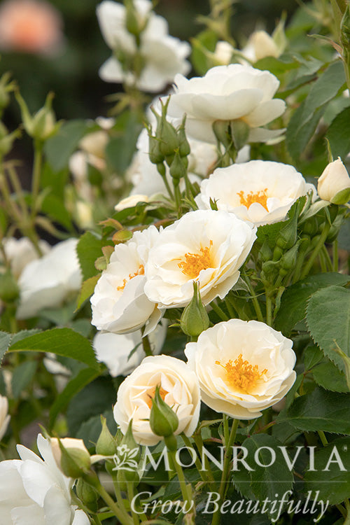 Rosa | Nitty Gritty Rose | White - 2 Gallon