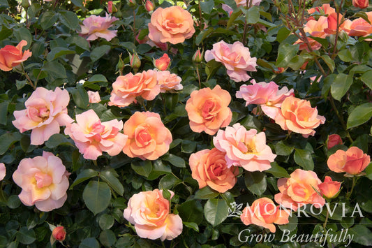 Rosa | Nitty Gritty Rose | Peach - 5 Gallon