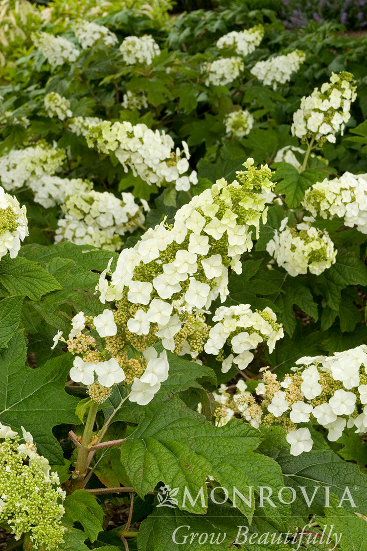 Hydrangea | Snow Queen Oakleaf Hydrangea