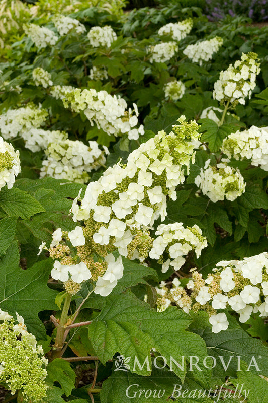 Hydrangea | Snow Queen Oakleaf Hydrangea - B&B 24"