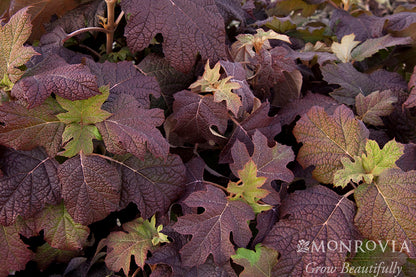 Hydrangea | Snow Queen Oakleaf Hydrangea