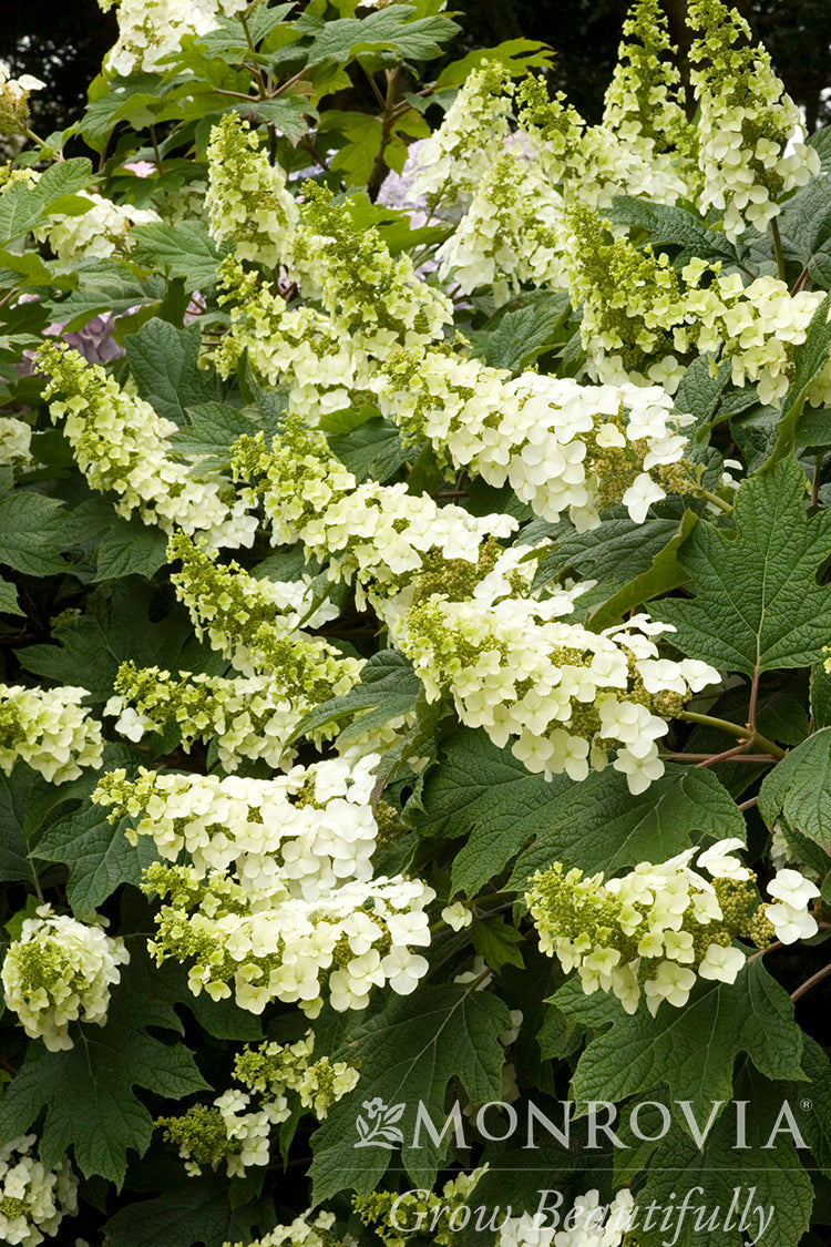 Hydrangea | Snow Queen Oakleaf Hydrangea