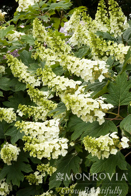 Hydrangea | Snow Queen Oakleaf Hydrangea