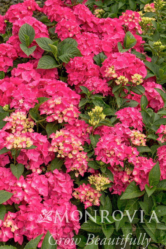 Hydrangea | Pink Elf Bigleaf Hydrangea - 2 Gallon