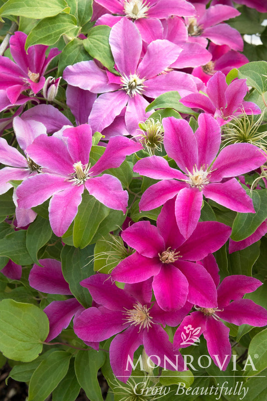 Clematis | Boulevard Clematis | Acropolis - 2 Gallon