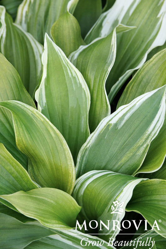 Hosta | Golden Tiara Hosta - 1 Gallon