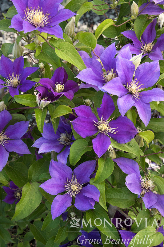 Clematis | Boulevard Clematis | Olympia - 2 Gallon
