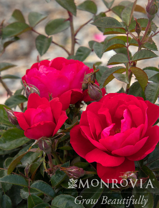 Rosa | Grace N' Grit Rose | Pink - 2 Gallon
