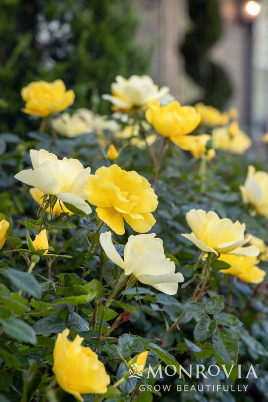 Rosa | Grace N' Grit Rose | Yellow - 2 Gallon