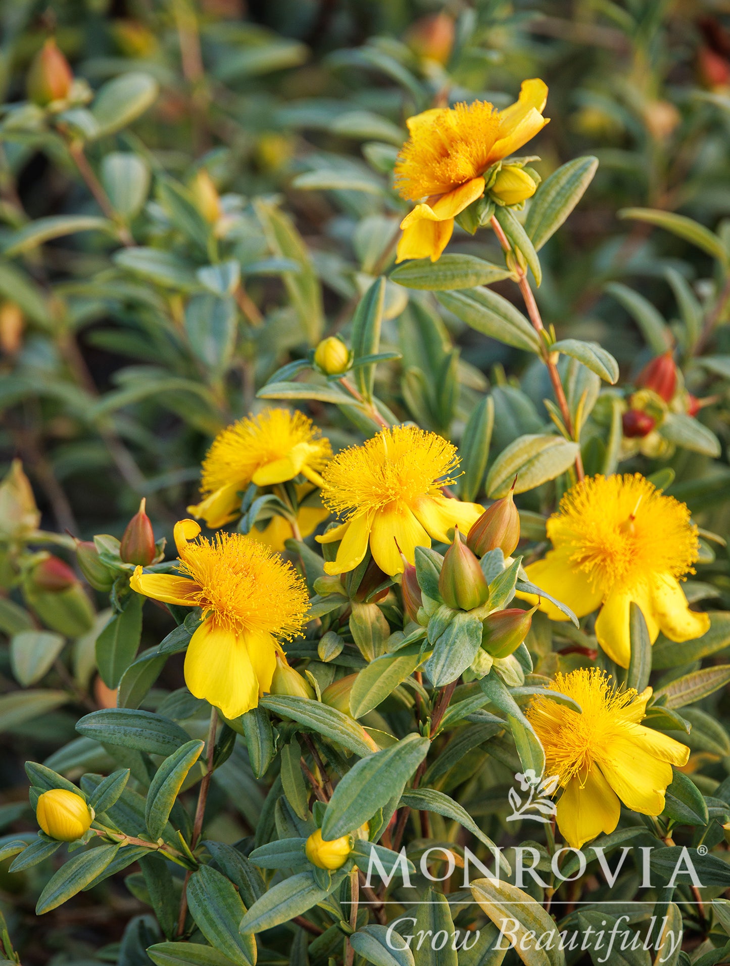 Hypericum | Sunburst St. John's Wort