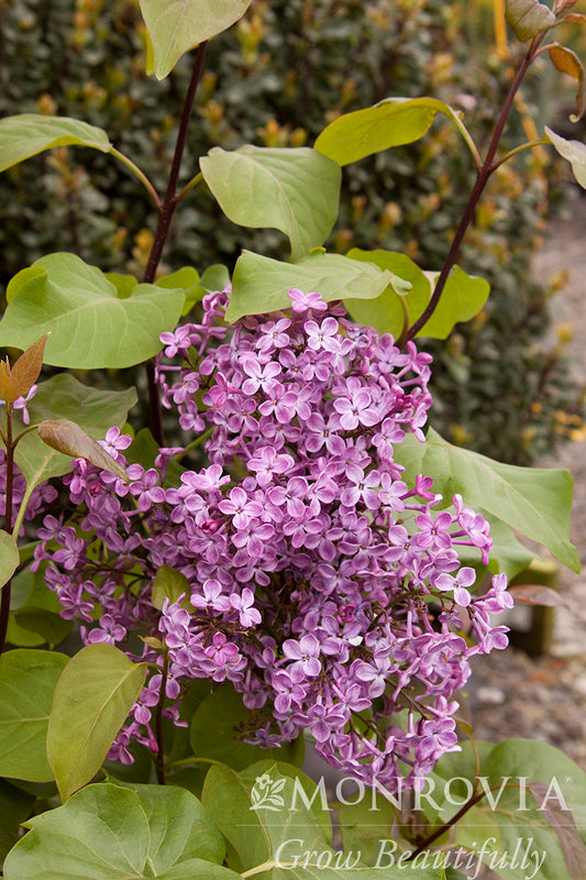 Syringa | Old Glory Lilac