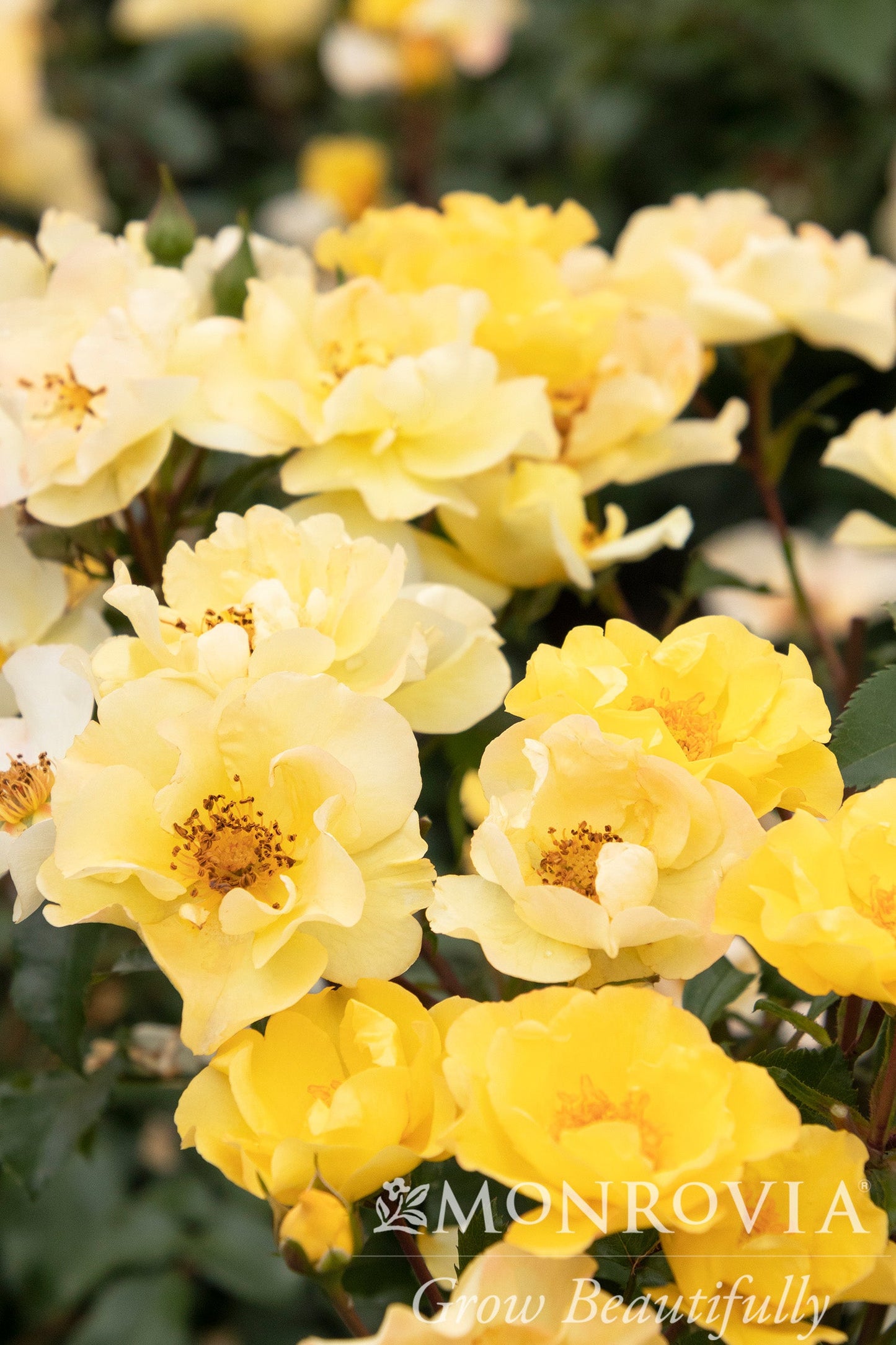 Rosa | Nitty Gritty Rose | Yellow - 2 Gallon