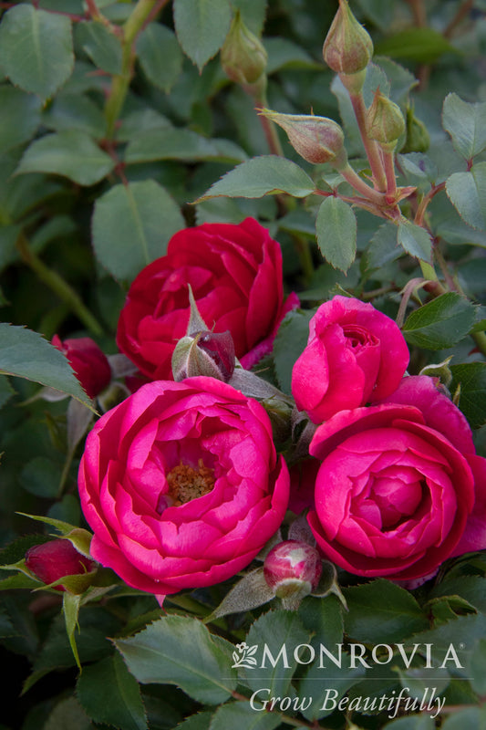 Rosa | Nitty Gritty Rose | Pink - 2 Gallon