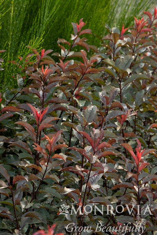 Prunus | Darkstar Purple Leaf Sandcherry