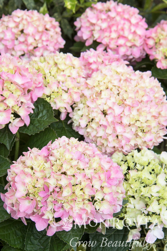 Hydrangea | Pink Splendor Bigleaf Hydrangea - 2 Gallon