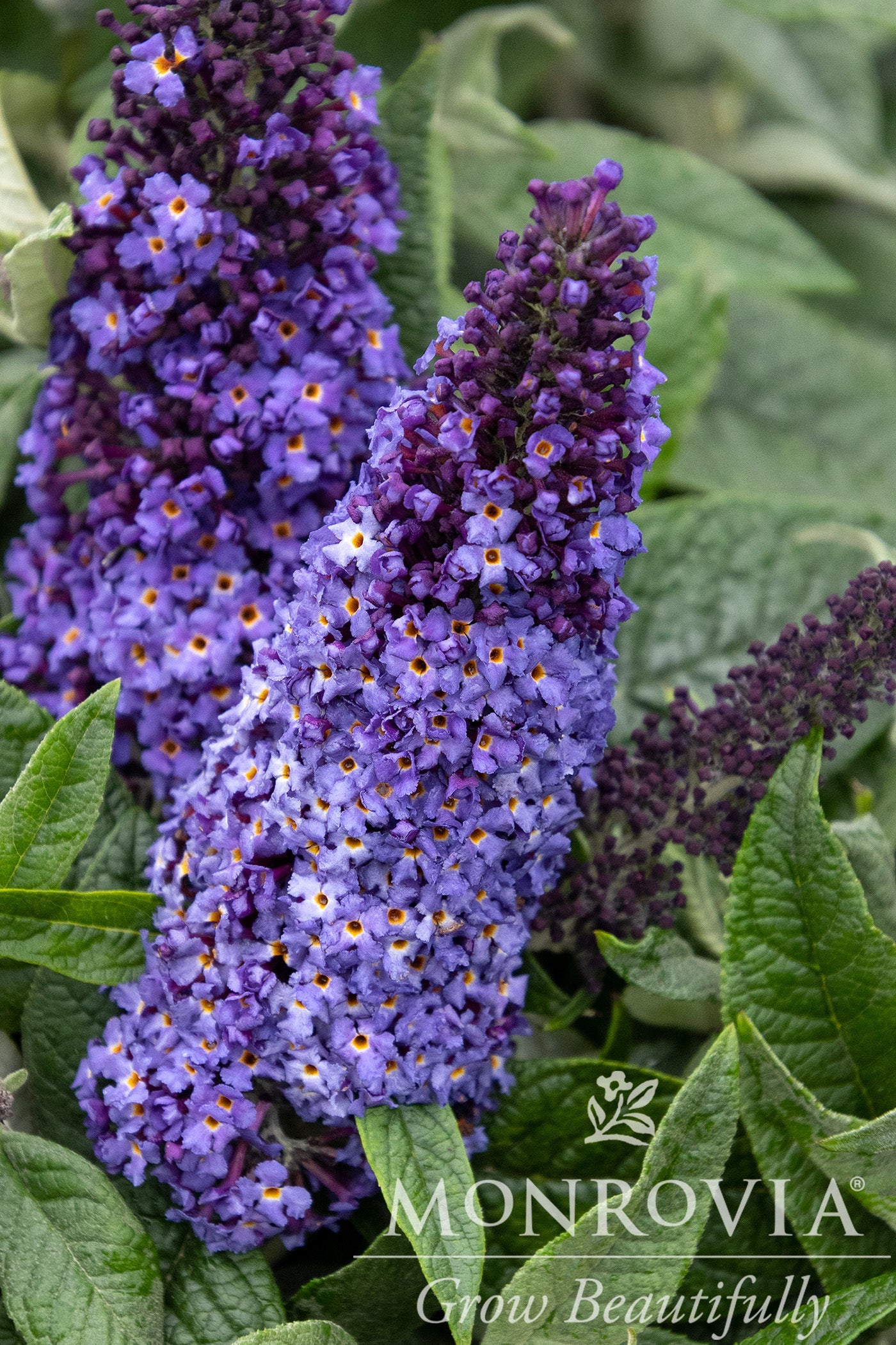 Buddleia | Pugster Butterfly Bush 2G
