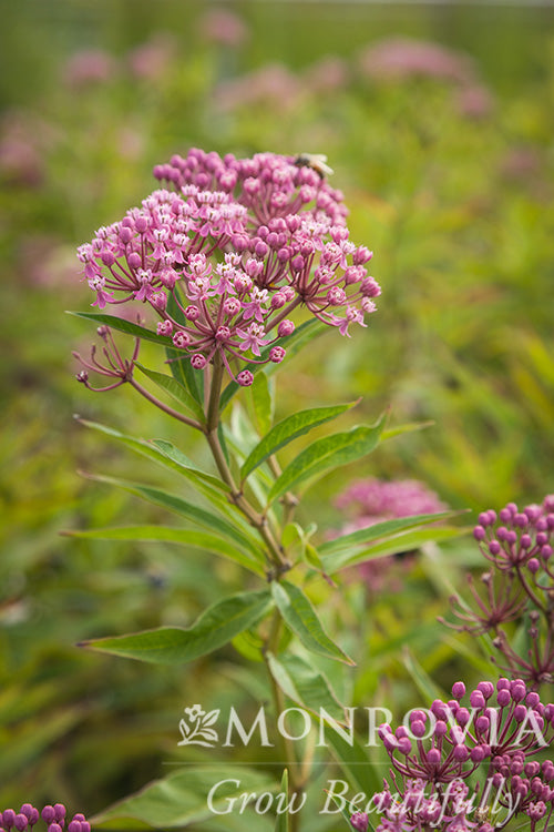 Asclepias | Swamp Milkweed