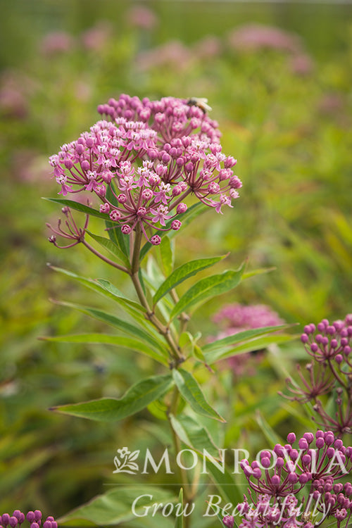 Asclepias | Swamp Milkweed - 1 Gallon