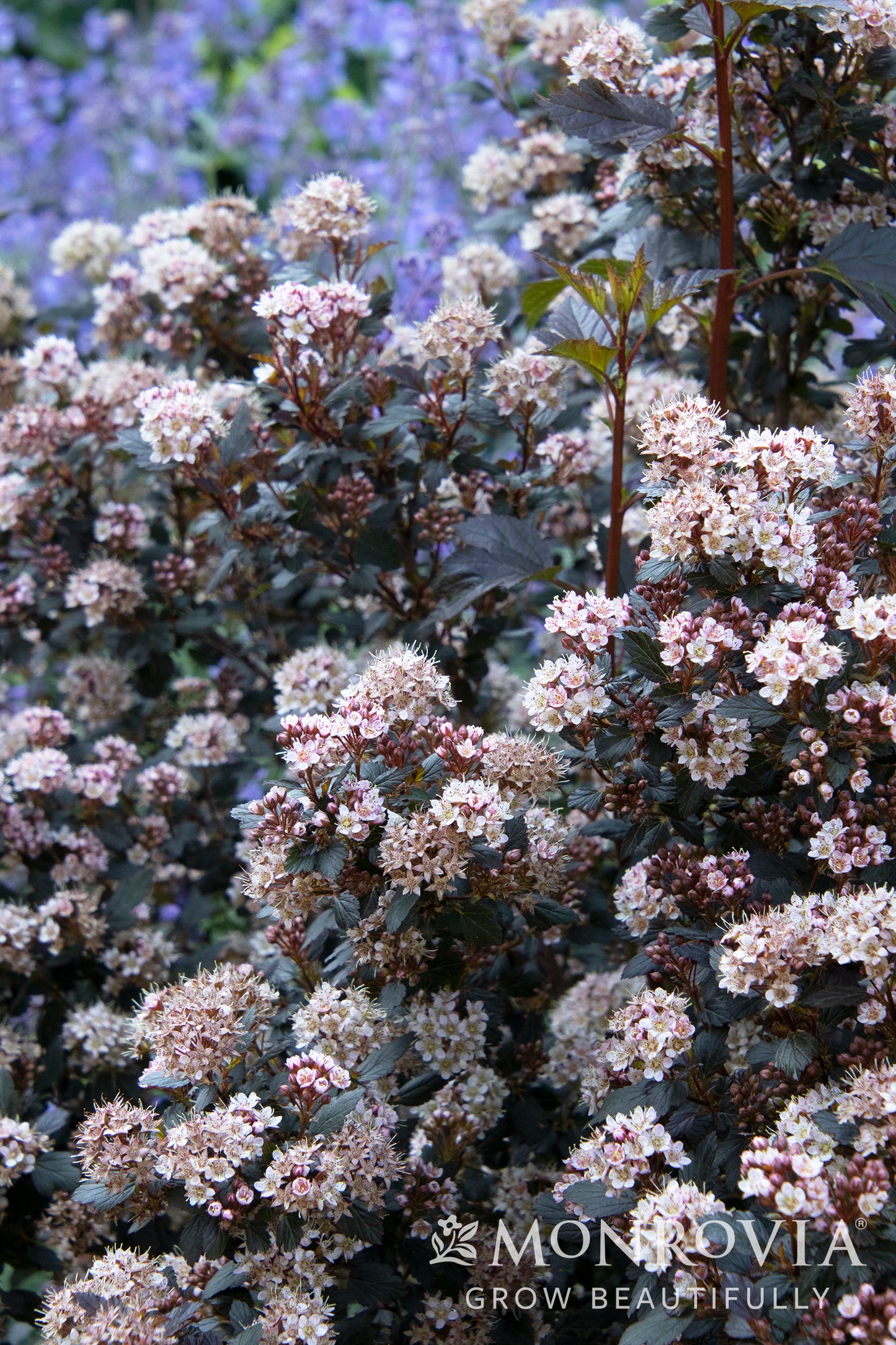Physocarpus | Little Joker Ninebark