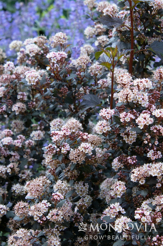Physocarpus | Little Joker Ninebark