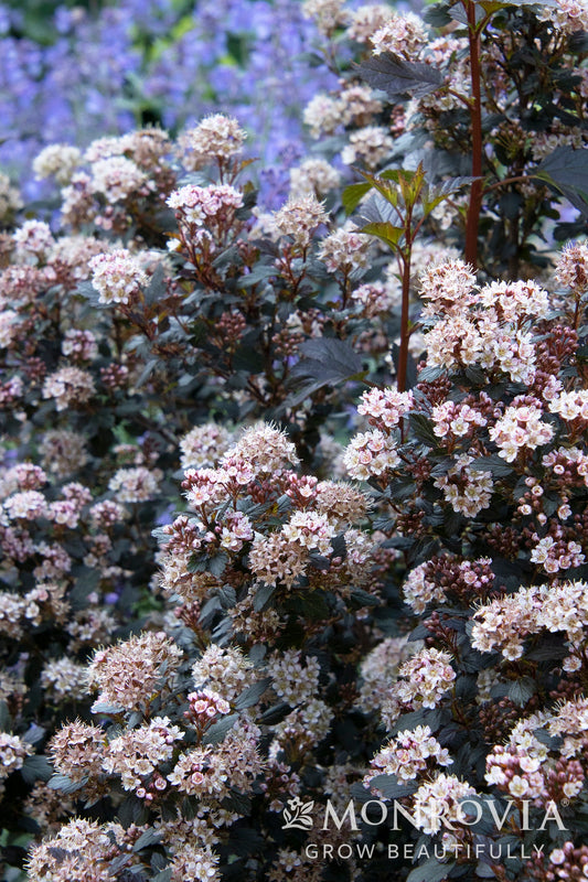 Physocarpus | Little Joker Ninebark - 2 Gallon