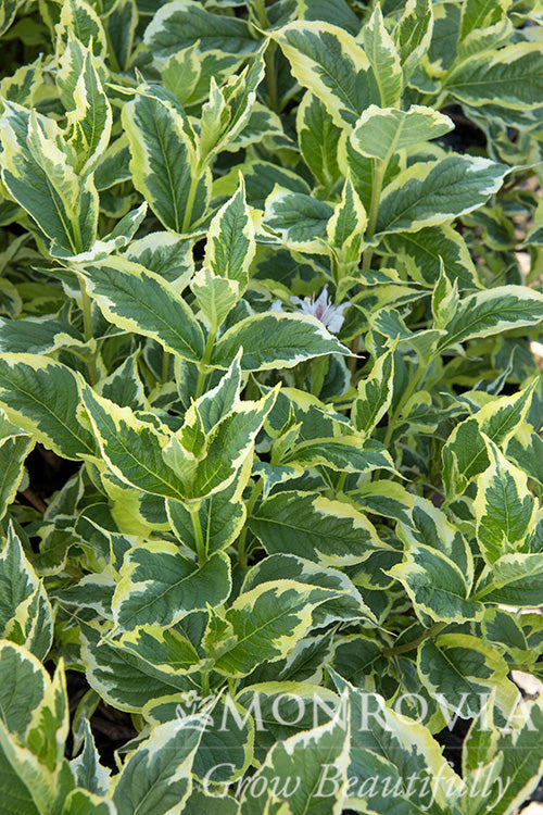 Weigela | Mor Colorful Weigela - 2 Gallon