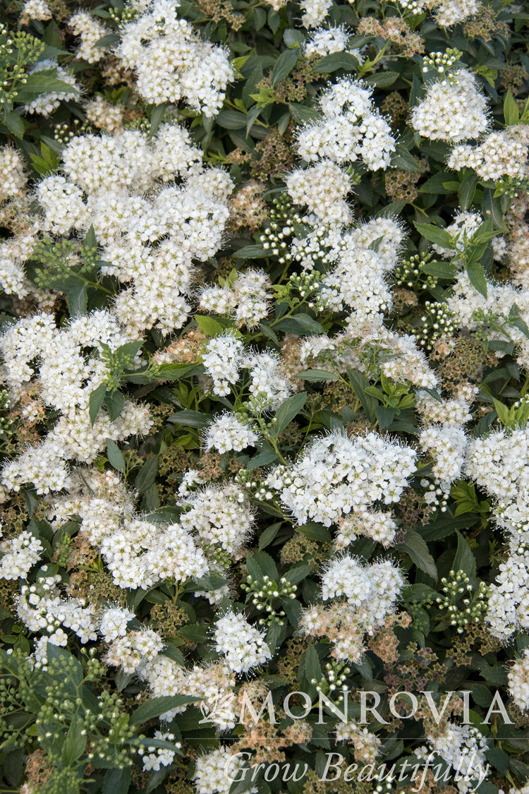 Spiraea | Yeti Spirea