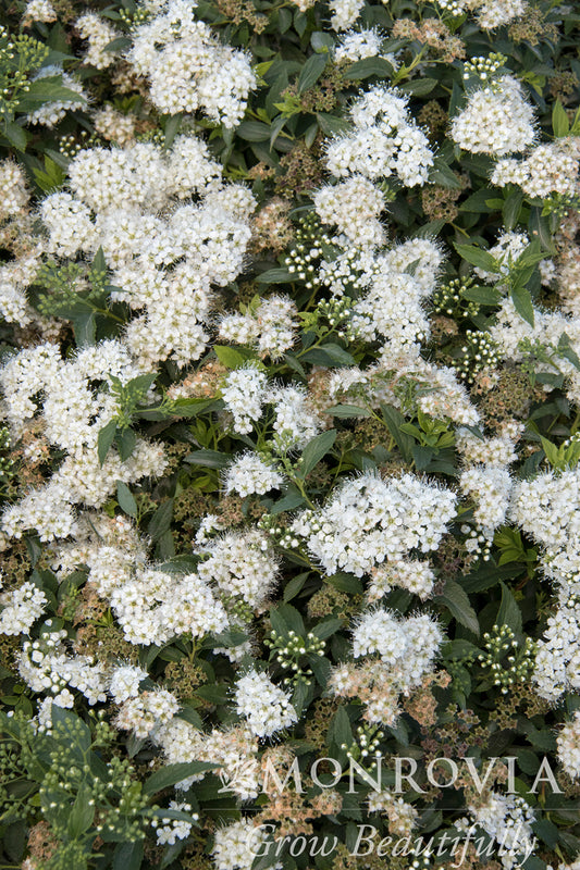 Spiraea | Yeti Spirea