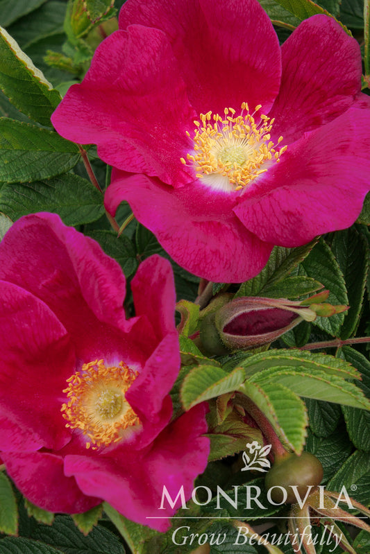 Rosa | Seaside Swirl Rose