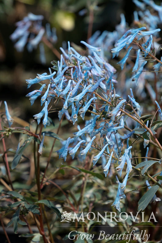 Corydalis | Hillier Porcelain Blue Corydalis - 1 Gallon