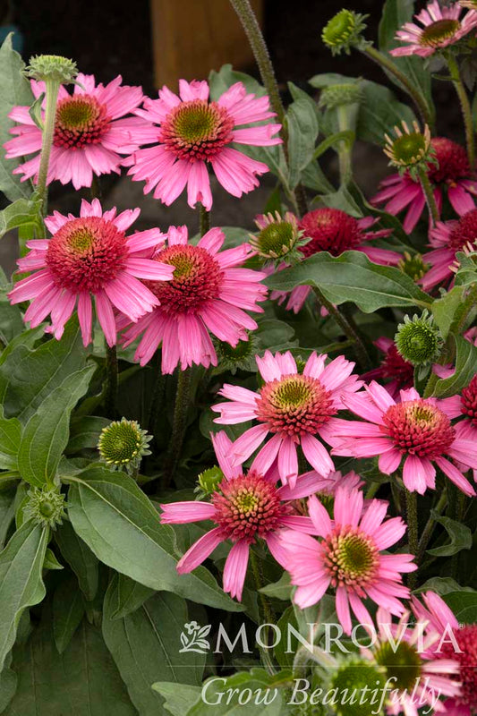 Echinacea | Delicious Candy Coneflower - 1 Gallon