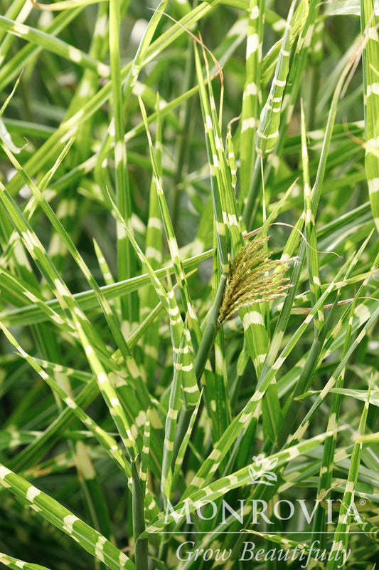 Miscanthus | Bandwidth Chinese Silver Grass - 3 Gallon