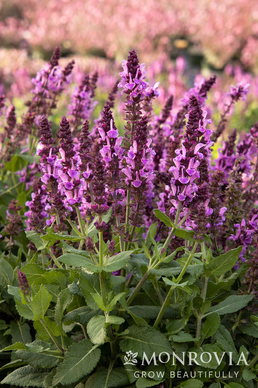 Salvia | Rose Marvel Meadow Sage