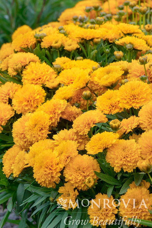 Coreopsis | Solanna Tickseed | Golden Sphere - 1 Quart
