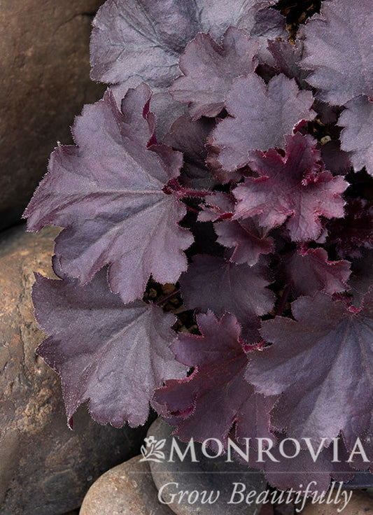 Heuchera | Sirens' Song Coral Bells | Dark Night - 1 Gallon