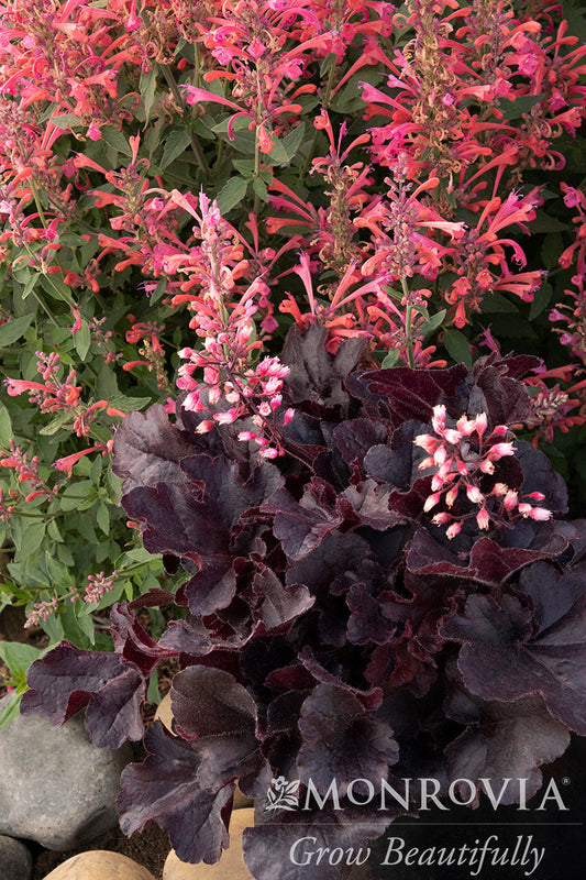 Heuchera | Sirens' Song Coral Bells | Dark n' Bright - 1 Gallon